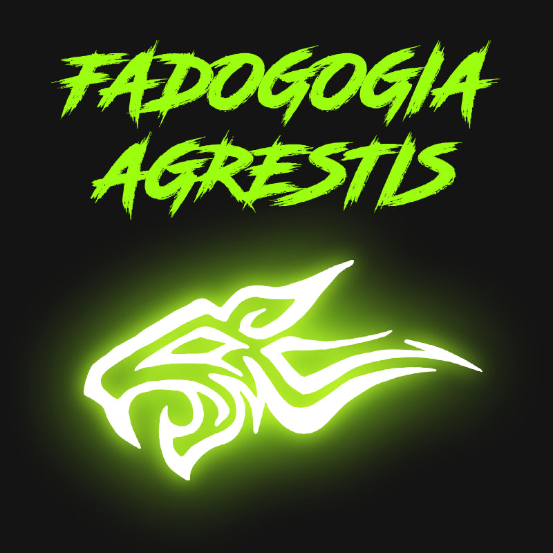 Fadogia Agrestis - 120 Kapseln